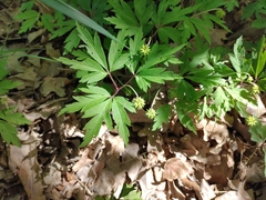 Anemonoides nemorosa