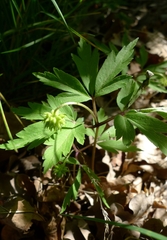 Anemonoides nemorosa