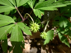 Anemonoides nemorosa