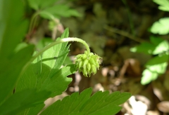 Anemonoides nemorosa