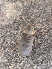 Hadrobregmus pertinax