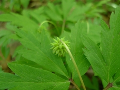 Anemonoides nemorosa