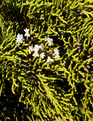 Veronica armstrongii