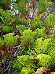 Veronica armstrongii