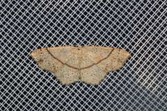 Cyclophora punctaria
