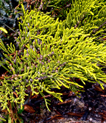 Veronica armstrongii