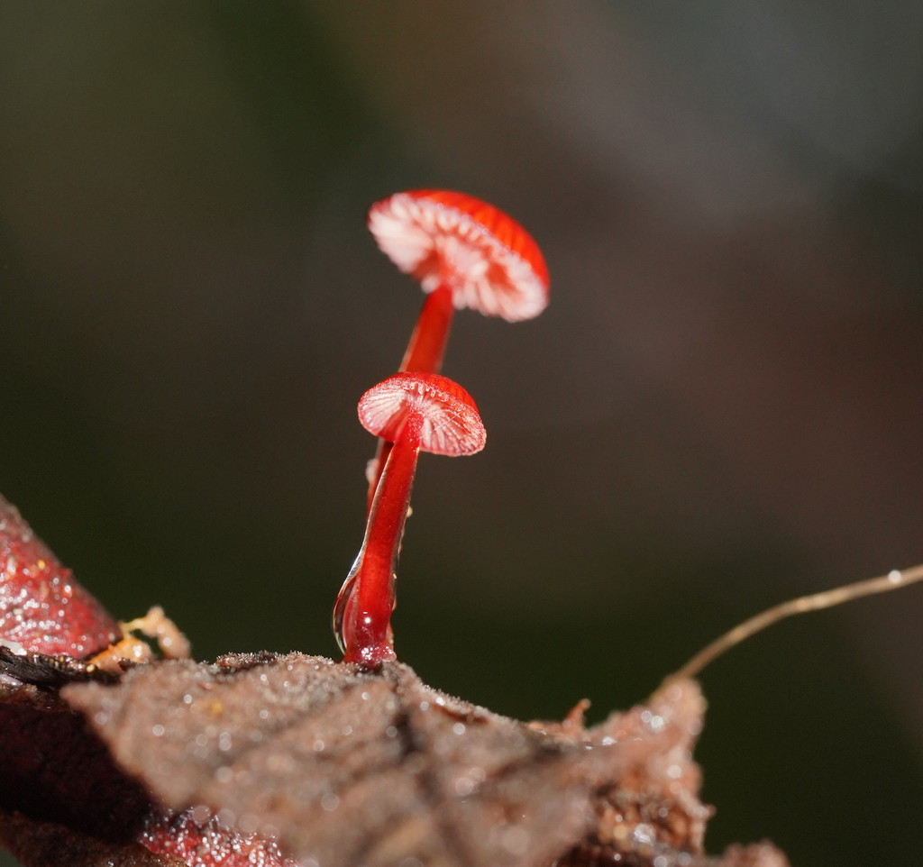 Ruby Bonnot ruby bonnet from Lorne VIC 3232, Australia on May 09, 2022 at 03:40 PM ...