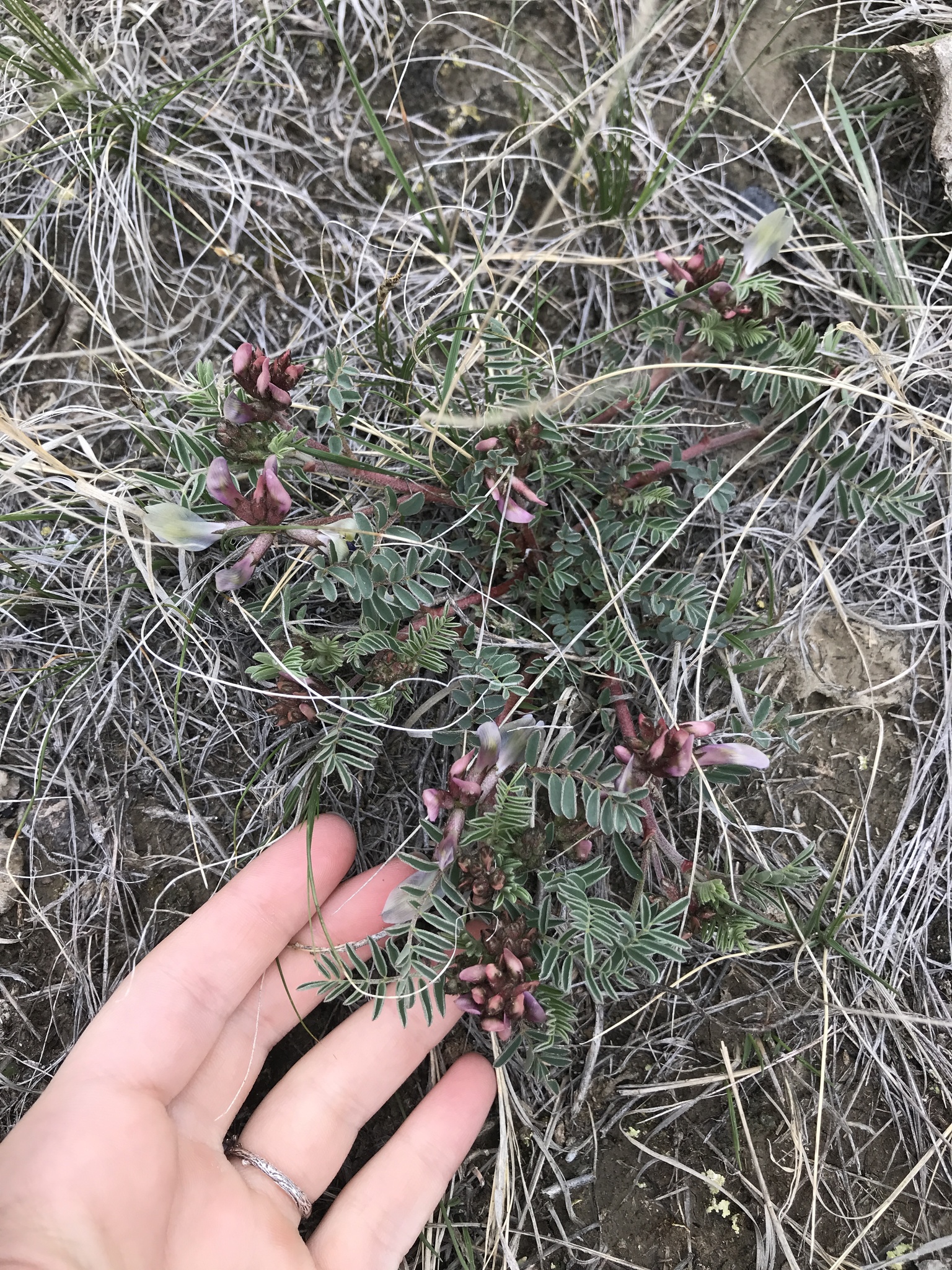 Astragalus crassicarpus var. paysonii