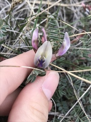 Astragalus crassicarpus paysonii