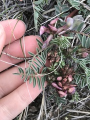 Astragalus crassicarpus paysonii