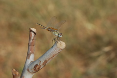 Urothemis edwardsii