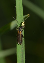 Oedemera pthysica
