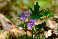 Viola subsinuata