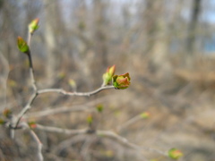 Spiraea chamaedryfolia