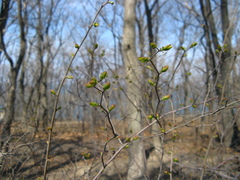 Spiraea chamaedryfolia