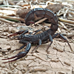 Androctonus liouvillei