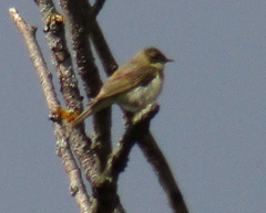 Curruca communis