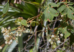 Serjania sufferruginea
