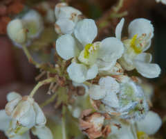 Serjania sufferruginea