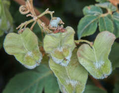Serjania sufferruginea