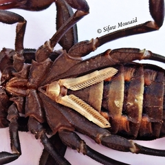 Androctonus liouvillei