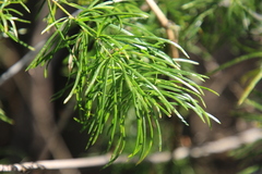 Asparagus setaceus