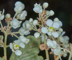Serjania sufferruginea
