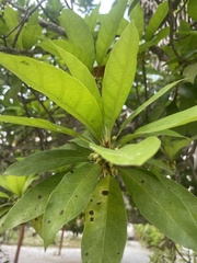 Pouteria campechiana