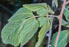 Serjania sufferruginea