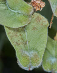 Serjania sufferruginea