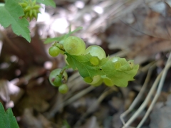 Neuroterus quercusbaccarum