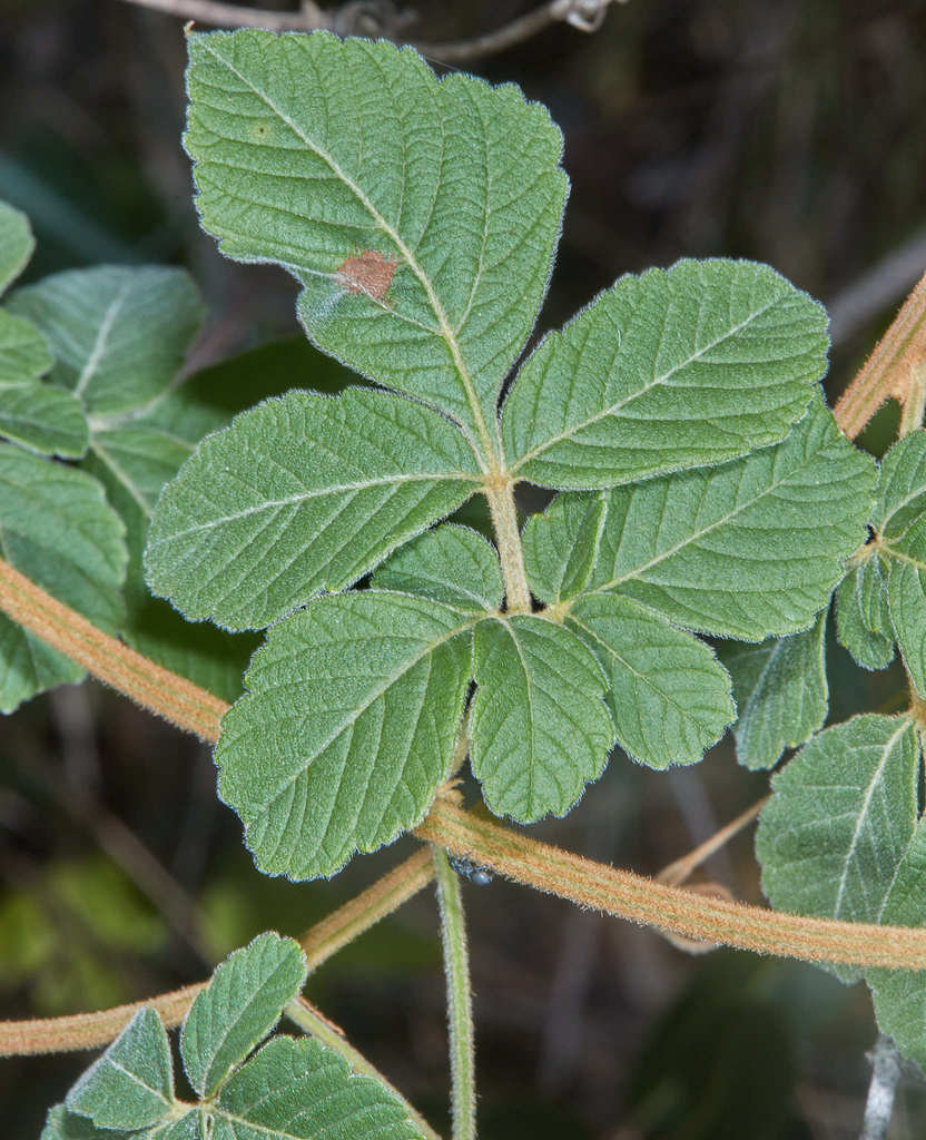 Serjania sufferruginea