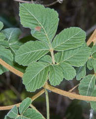 Serjania sufferruginea