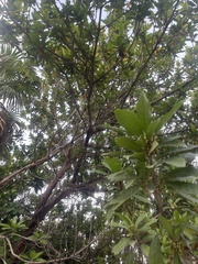 Pouteria campechiana