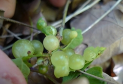 Neuroterus quercusbaccarum