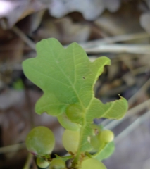 Neuroterus quercusbaccarum