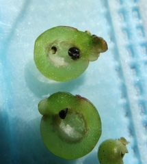 Neuroterus quercusbaccarum