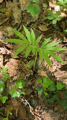 Cardamine kitaibelii