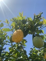 Citrus medica
