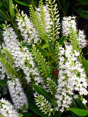 Veronica bollonsii