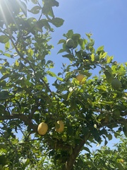 Citrus medica