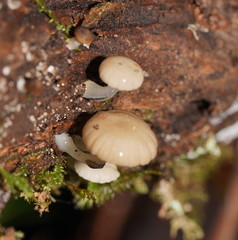 Roridomyces austrororidus