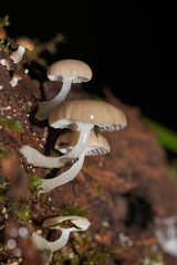 Roridomyces austrororidus