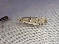 Ancylosis convexella
