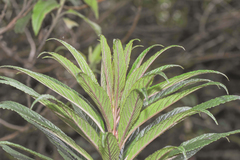 Siphocampylus lucidus