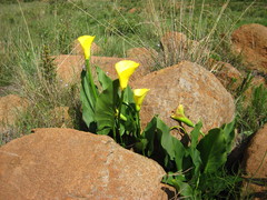 Zantedeschia pentlandii