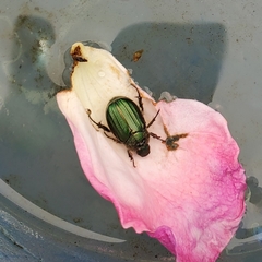 Anomala octiescostata