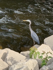 Ardea herodias