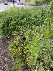 Chrysolina coerulans