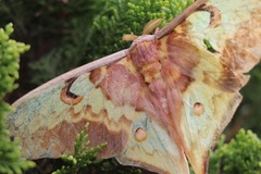 Actias maenas